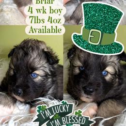 Briar - Agouti and white male Siberian Husky puppy in Florence, Kentucky from Moonlight Howl Huskies