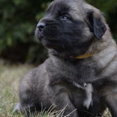 Leonberger Puppies from Rev It Up Kennel