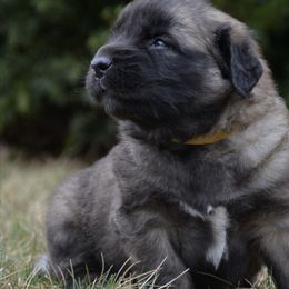 Leonberger Puppies from Rev It Up Kennel