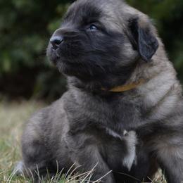 Leonberger Puppies from Rev It Up Kennel