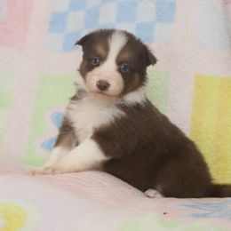 Border Collie, English Setter, and Miniature American Shepherd Puppies from First Harmony Farms