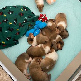 Collie Puppies from Plum Creek Collies