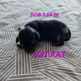 AKC KIT KAT - Black and tan female Cavalier King Charles Spaniel puppy in Joplin, Missouri, Missouri from HOL-A-DA CAVALIERS