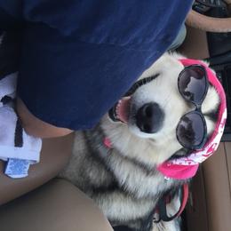 Alaskan Malamute All Grown Up from Tarnish Malamutes