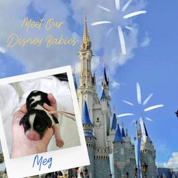 Meg - Tri-color female Cavalier King Charles Spaniel puppy in Salisbury, North Carolina from Nanny Bugs Pups