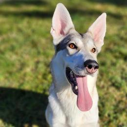 Pix - German Shepherd