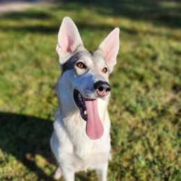 Pix - German Shepherd