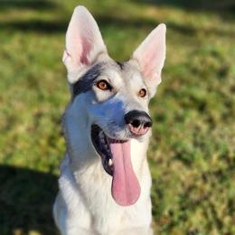 Pix - German Shepherd