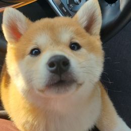 Shiba Inu Puppies from Fountains Courageous