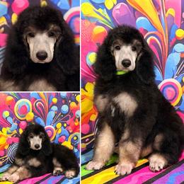 Green - Black male Poodle puppy in Houma, Louisiana from Smart Azz Poodles