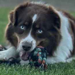 Dock - Australian Shepherd