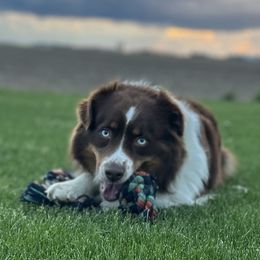 Dock - Australian Shepherd