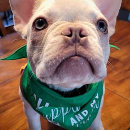 French Bulldogs from Fluffing Frenchies LLC