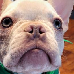 French Bulldogs from Fluffing Frenchies LLC
