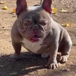 Carter - French Bulldog