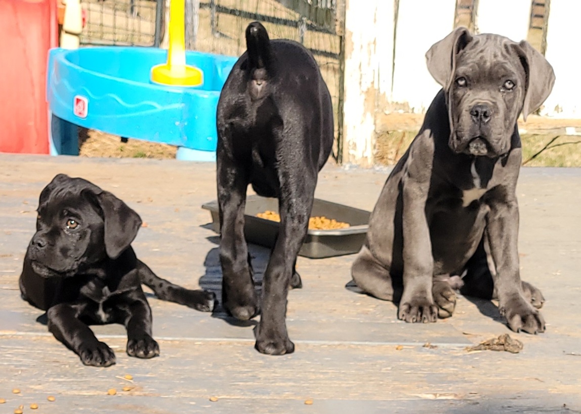 Cane Corso Puppies from Hardradas Dynasty Cane Corso