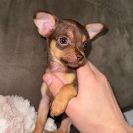 Tiny Teacup Tally - Chocolate and tan female Chihuahua puppy in Alvord, Alabama from Gift of Gods Favor