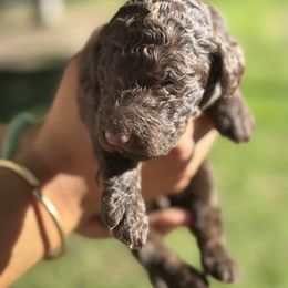 Nutmeg Bloom - Brown female Poodle puppy in Corona, California from Garden Of Poodles