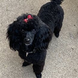 Sophie - Poodle