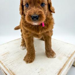 Starburst - Red  female Goldendoodle puppy in Sunman, Indiana from Brunsman Country Doodles LLC