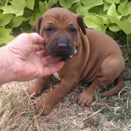 Ranger - Red wheaten male Rhodesian Ridgeback puppy in Carney, Oklahoma from River Run Parson Russell terriers & River Run Ridgebacks