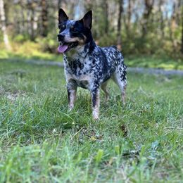 Companion Crosses from Beam’s Cowboy Corgi’s
