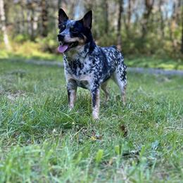 Companion Crosses from Beam’s Cowboy Corgi’s