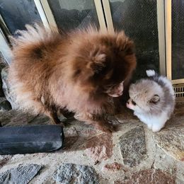 Koko - Pomeranian