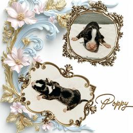 Poppy - Black and tan female American Corgi puppy in Fitzhugh, Oklahoma from Elmiphyr Corgis