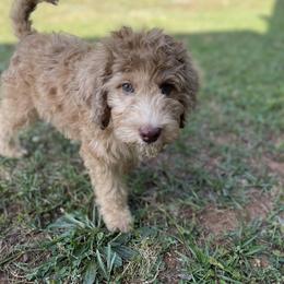 Golden Aussiedoodle and Goldendoodle Puppies from Law Doodles of SC