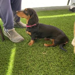 Dachshund and Pembroke Welsh Corgi All Grown Up from Kendaline Kennels