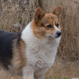 Cash - Pembroke Welsh Corgi