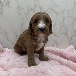 Ginger - Red  female Goldendoodle puppy in Kansas City, Kansas from Bella & Ivy’s Mini Goldendoodles of KC