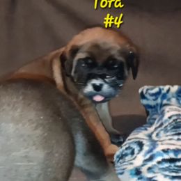Tora - Apricot female Mastiff puppy in Pleasanton, Texas from RKS Mastiff