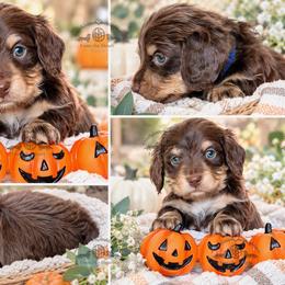 Mr. Blue-2600 - Chocolate and cream male Dachshund puppy in Sparr, Florida from From the Heart Doxies