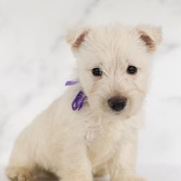 Brie - Wheaten female Scottish Terrier puppy in Stevens, Pennsylvania from K&M Kennel