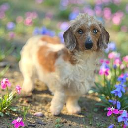 Gwen - Piebald female Dachshund puppy in Lakeland, Florida from Elite Doxies Florida