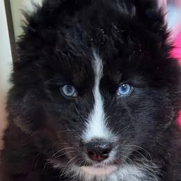 Journee - Black and white male Siberian Husky puppy in East Tawas, Michigan from BurnsBerg's Woolies