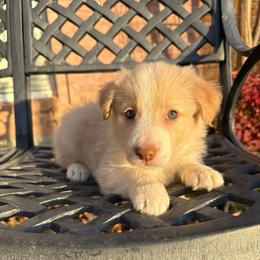 Cheesecake - White and gold female Border Collie puppy in Mckinney, Texas from Border Collies of Ruidoso