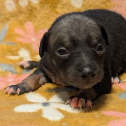 Sweet Potato - Black female American Hairless Terrier puppy in Phoenix, Arizona from Bare Valley