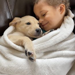 Labrador Retriever Puppies from Gochee Labs