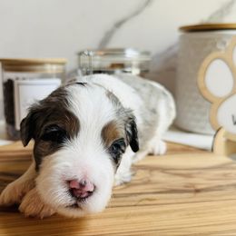 Chip, Black Collar Male - Blue merle male Bernedoodle puppy in Katy, Texas from Bluebonnet Bernedoodles of Southeast Texas