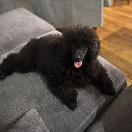 Titus - Poodle