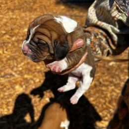 Agatha - Brown black and white female Basset Hound puppy in El Sobrante, California from Happy Hills Bassets