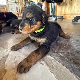 Boy 1 (Green) - Black and tan male Airedale Terrier puppy in Holton, Michigan from Yoder’s Airedale Terriers