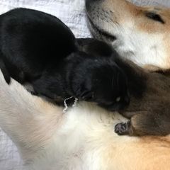 Chinook Puppies from Spook Nook Chinooks