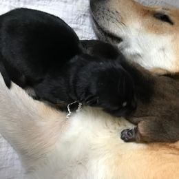 Chinook Puppies from Spook Nook Chinooks