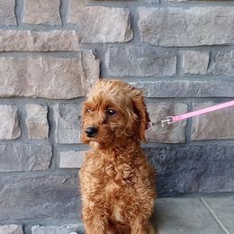 Lexi - Cavapoo
