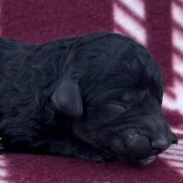 Akc Macchiato - Phantom female Poodle puppy in Overbrook, Kansas from Hidden Springs Poodles LLC