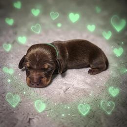 Heath - Chocolate and tan male Dachshund puppy in Alvin, Texas from Cosson's Dachshunds of Alvin